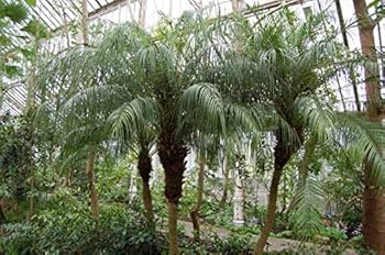 Amazon | シンノウヤシ（フェニックス ロベレニー）の種（10粒